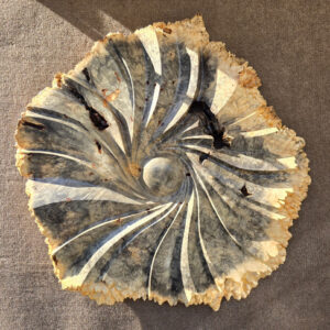 Buckeye Burl